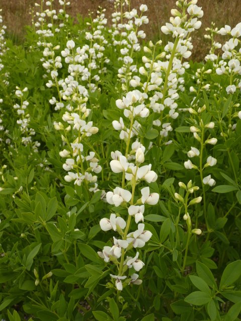 Baptisia leucantha fleur